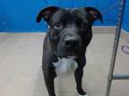 Adopt BUG a Pit Bull Terrier, Mixed Breed