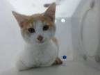 Adopt LARRY a Domestic Short Hair