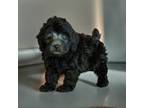Poodle (Toy) Puppy for sale in Chatom, AL, USA