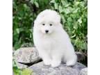 Samoyed Puppy for sale in Sandwich, NH, USA