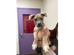 Adopt Pirate a Mixed Breed