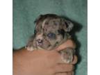Mutt Puppy for sale in Pomona, MO, USA