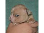 Mutt Puppy for sale in Pomona, MO, USA