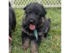 German Shepherd Dog Puppy for sale in Arvada, CO, USA