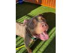 Adopt ANDY a Pit Bull Terrier