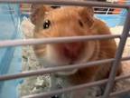 Adopt MINATO a Hamster