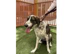 Adopt GIOVE a Hound, Mixed Breed