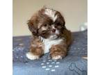 Shih Tzu Puppy for sale in New Braunfels, TX, USA