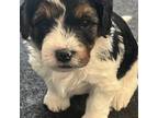 Mutt Puppy for sale in Grimes, IA, USA