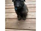 Mutt Puppy for sale in Pittsburg, IL, USA