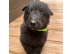 Mutt Puppy for sale in Pittsburg, IL, USA