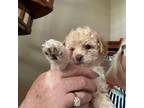 Poodle (Toy) Puppy for sale in Swanton, OH, USA