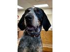 Adopt Bruiser a Bluetick Coonhound