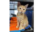Adopt Oink a Domestic Short Hair