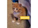 Adopt Marlowe a Domestic Short Hair