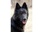Adopt Guinness a Black - with Tan, Yellow or Fawn German Shepherd Dog / Mixed