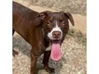 Adopt Wilbur a Brown/Chocolate Boxer / Great Dane / Mixed (short coat) dog in
