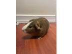 Adopt Wendell a Blonde Guinea Pig / Guinea Pig / Mixed (short coat) small animal