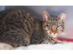 Adopt Little Kitty a Brown Tabby Domestic Shorthair / Mixed Breed (Medium) /