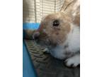 Adopt Theodore a Fawn American / Satin / Mixed (short coat) rabbit in Pomona