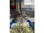 Adopt Fiona a Red American / Satin / Mixed (short coat) rabbit in Pomona