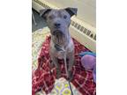 Adopt MALLARD a Shar-Pei, Pit Bull Terrier