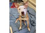 Adopt ZOBOOMAFOO a Pit Bull Terrier, Mixed Breed