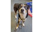 Adopt STORM a Greater Swiss Mountain Dog, Mixed Breed