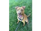 Adopt AXEL a Pit Bull Terrier, Mixed Breed