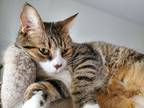 Adopt Aurelia a Tiger Striped Pixiebob / Mixed (medium coat) cat in West