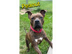 Adopt Peanut a Black American Pit Bull Terrier / Mixed Breed (Medium) / Mixed