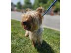 Adopt Lorenzo a Yorkshire Terrier, Mixed Breed