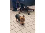 Adopt Tanker a Yorkshire Terrier, Mixed Breed