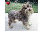 Adopt Scrappy Yrly 174 a Mixed Breed