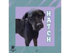 Adopt Hatch a Mixed Breed