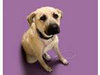 Adopt ACHILLES a Great Pyrenees, Mixed Breed