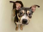 Adopt HUXLEY a American Staffordshire Terrier, Mixed Breed