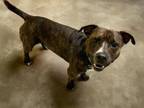 Adopt CAPONE a American Staffordshire Terrier