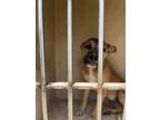 Adopt SODA a Black Mouth Cur, Mixed Breed