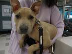 Adopt A431589 a Pit Bull Terrier, Mixed Breed