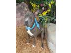 Adopt BLUE a Pit Bull Terrier, Mixed Breed
