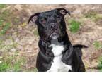 Adopt Buster a Black Terrier (Unknown Type, Medium) / Mixed Breed (Medium) /