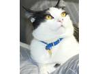 Adopt Oreo a Black & White or Tuxedo American Shorthair / Mixed (short coat) cat