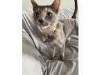 Adopt Sasha a Tortoiseshell Domestic Shorthair / Mixed (short coat) cat in Kyle