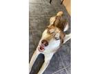 Adopt Turkey a Brown/Chocolate - with White Husky / Mixed dog in Redlands