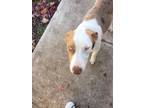 Adopt Bentley a Brindle - with White Catahoula Leopard Dog / Mixed dog in