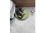 Adopt Rocky a Brown Tabby American Shorthair / Mixed (short coat) cat in
