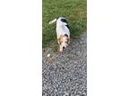 Adopt Gus a Tricolor (Tan/Brown & Black & White) Beagle / Bluetick Coonhound /