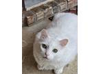 Adopt Kekoa a White Domestic Longhair / Mixed (long coat) cat in Broken Arrow