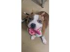 Adopt Kylo Ren a Brindle - with White American Staffordshire Terrier / Mixed dog